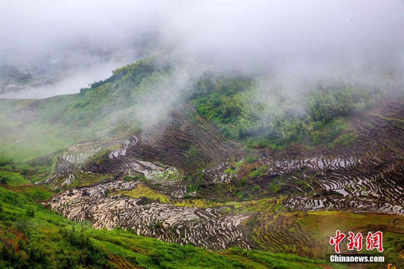 Les champs en terrasses de Youxi dans la brume