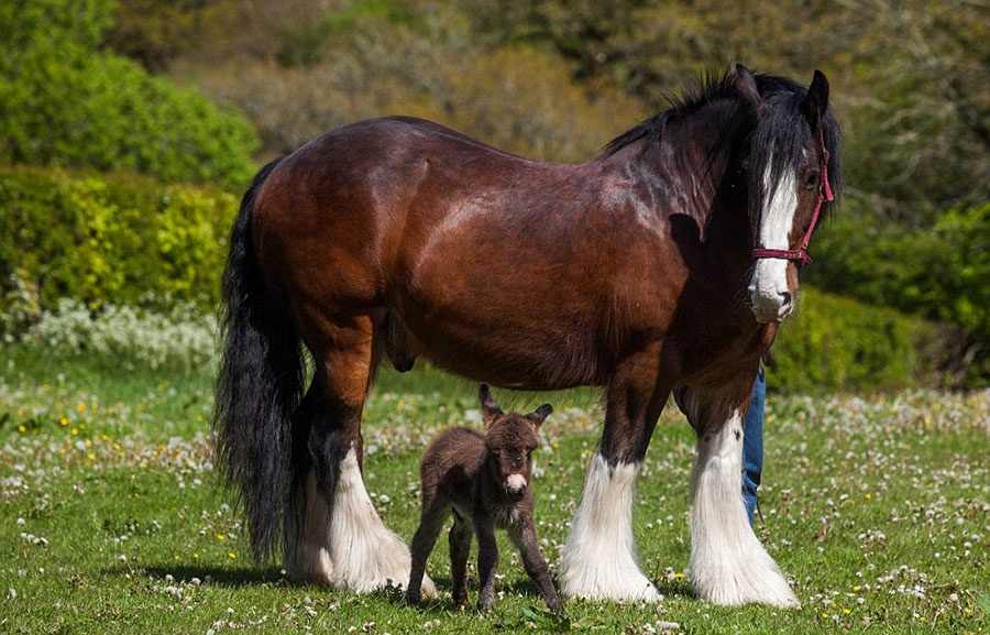 L'amitié entre un ane et un cheval 