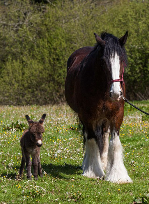 L'amitié entre un ane et un cheval 