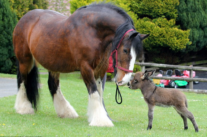 L'amitié entre un ane et un cheval 