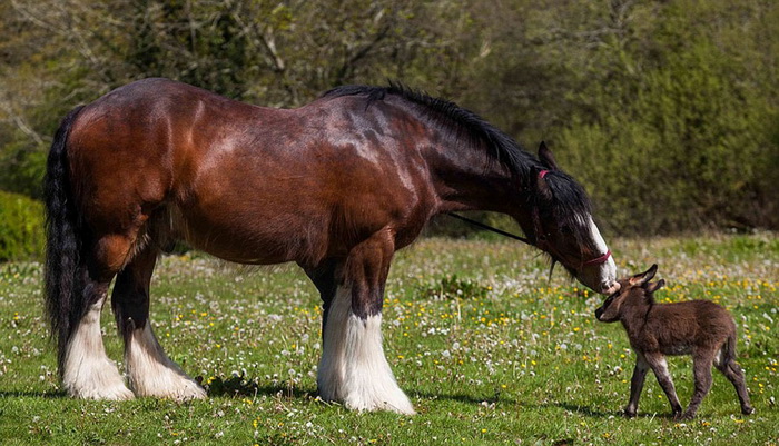 L'amitié entre un ane et un cheval 