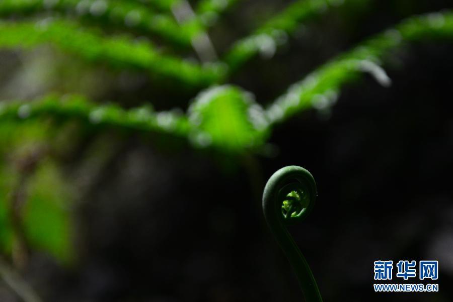 Hubei : un monde souterrain fascinant d'animaux et de plantes