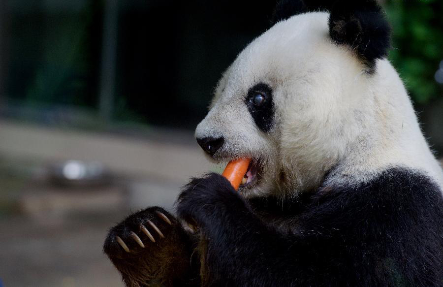 Le plus vieux panda en Chine célèbre son 35e anniversaire