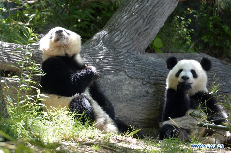 Nouvelle vie de Mei Lun et Mei Huan au Zoo d'Atlanta