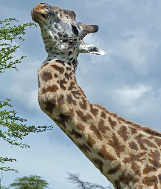 Une girafe survit depuis cinq ans avec un cou en zigzag