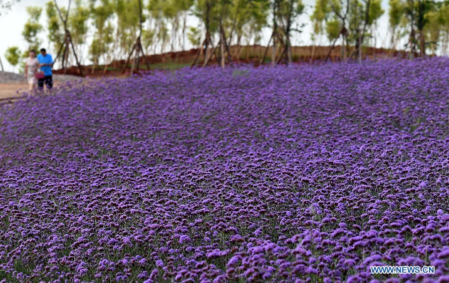 Champs de lavande au Yunnan