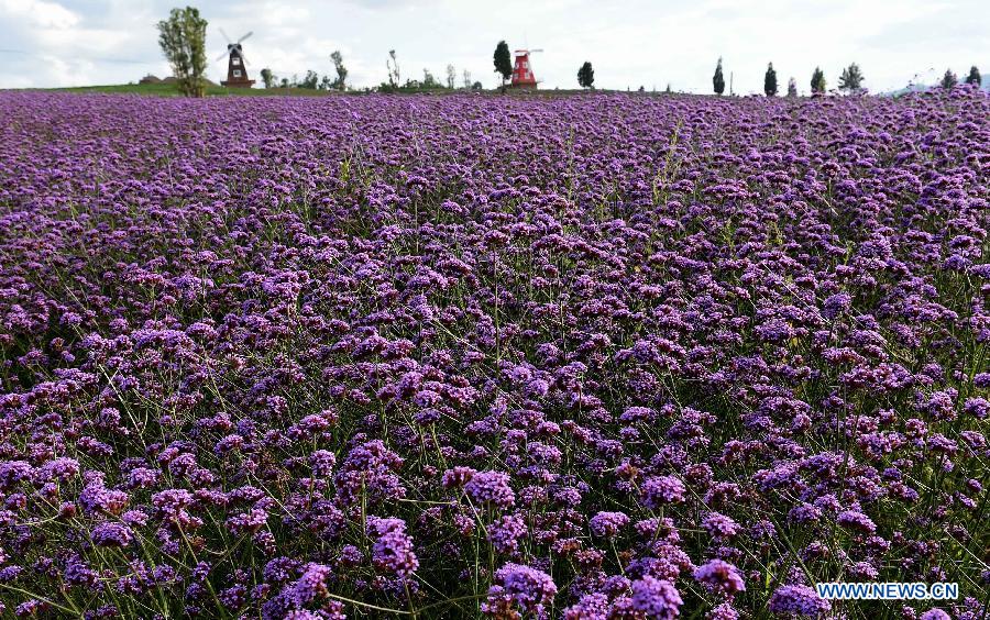 Champs de lavande au Yunnan