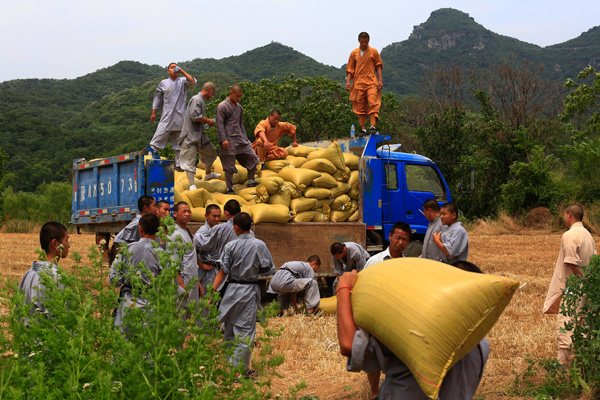 Les moines du temple Shaolin, réputés pour les arts martiaux, à la récolte de blé dans un champ près du temple dans la province de Henan, le 14 juin 2015. [Photo : Chen Liang/Asianewsphoto]