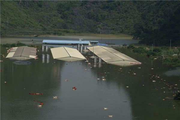 Photo : des cadavres sont aper?us à la dérive, après qu'une porcherie ait été inondée par des pluies torrentielles à Liuze dans le Guangxi, le 16 juin 2015. [Photo/Xinhua]