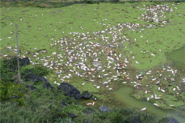 Photo : des cadavres sont aper?us à la dérive, après qu'une porcherie ait été inondée par des pluies torrentielles à Liuze dans le Guangxi, le 16 juin 2015. [Photo/Xinhua]