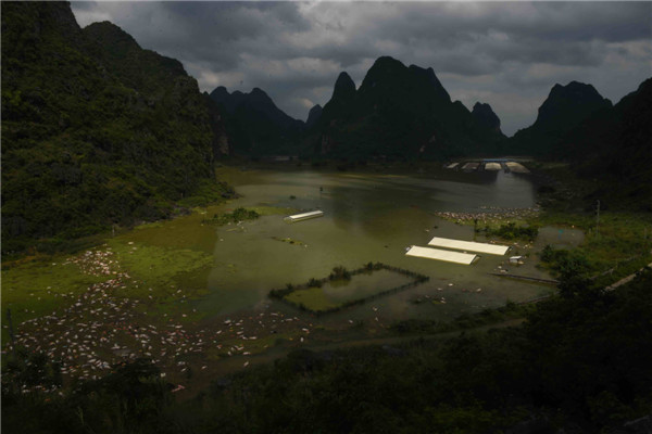 Photo : des cadavres sont aper?us à la dérive, après qu'une porcherie ait été inondée par des pluies torrentielles à Liuze dans le Guangxi, le 16 juin 2015. [Photo/Xinhua]