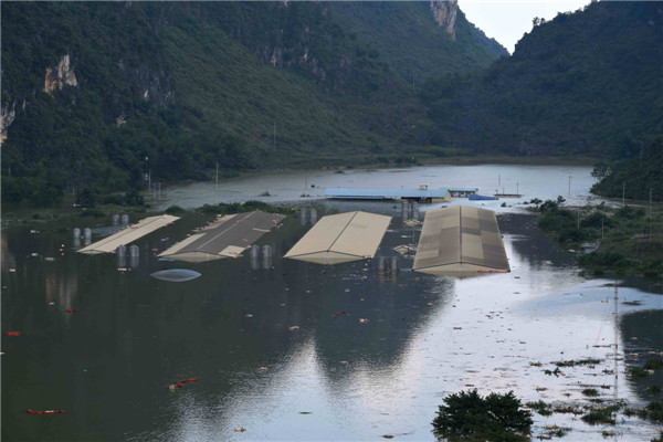 Photo : des cadavres sont aper?us à la dérive, après qu'une porcherie ait été inondée par des pluies torrentielles à Liuze dans le Guangxi, le 16 juin 2015. [Photo/Xinhua]