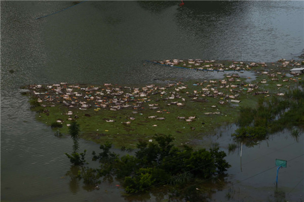 Photo : des cadavres sont aper?us à la dérive, après qu'une porcherie ait été inondée par des pluies torrentielles à Liuze dans le Guangxi, le 16 juin 2015. [Photo/Xinhua]