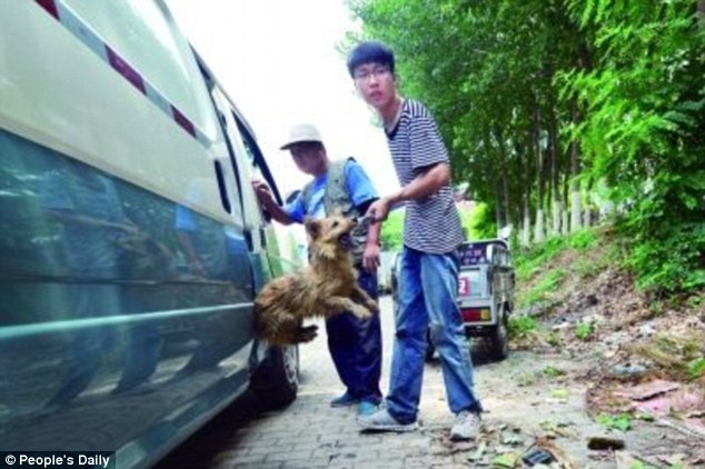 Festival de viande de chien : une Chinoise héro?que pour sauver ces petites bêtes