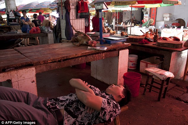 Festival de viande de chien : une Chinoise héro?que pour sauver ces petites bêtes