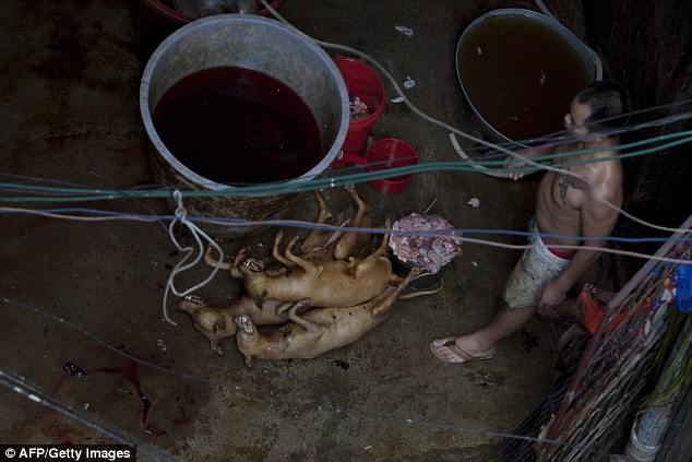 Festival de viande de chien : une Chinoise héro?que pour sauver ces petites bêtes