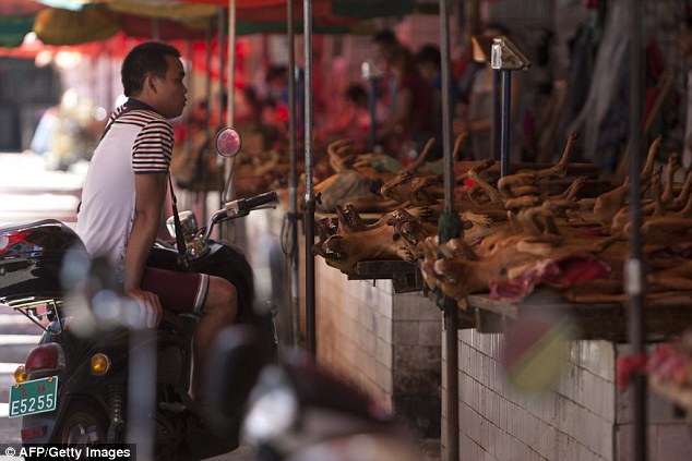 Festival de viande de chien : une Chinoise héro?que pour sauver ces petites bêtes