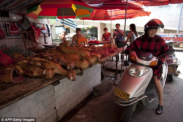 Festival de viande de chien : une Chinoise héro?que pour sauver ces petites bêtes