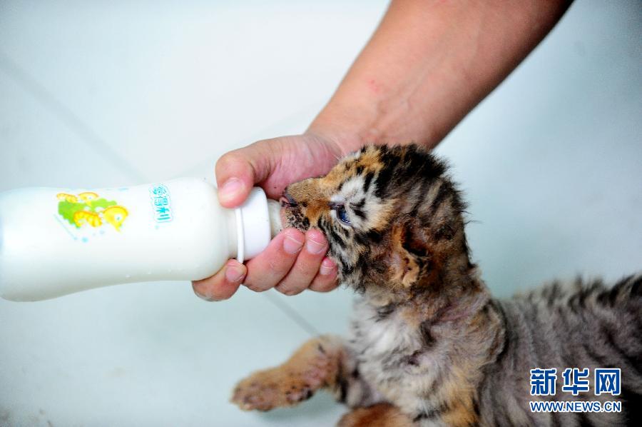 Les petits tigres ont déjà un mois !