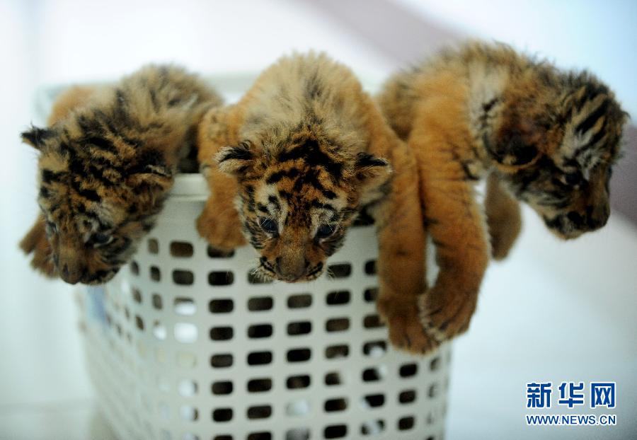 Les petits tigres ont déjà un mois !