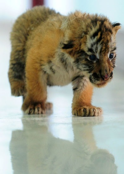 Les petits tigres ont déjà un mois !