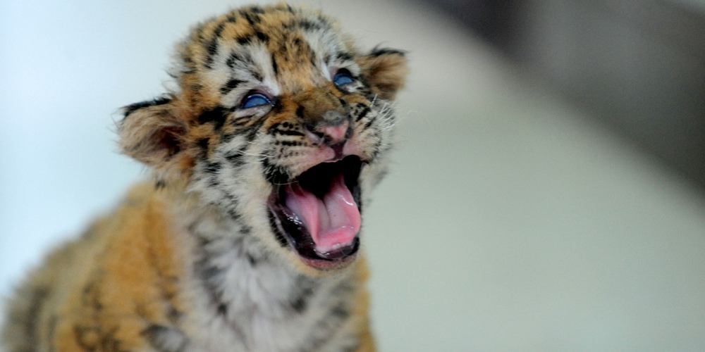 Les petits tigres ont déjà un mois !