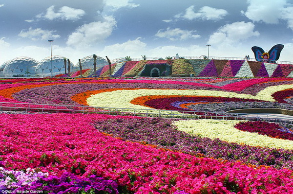 Duba? et la plus grande exposition de fleurs 