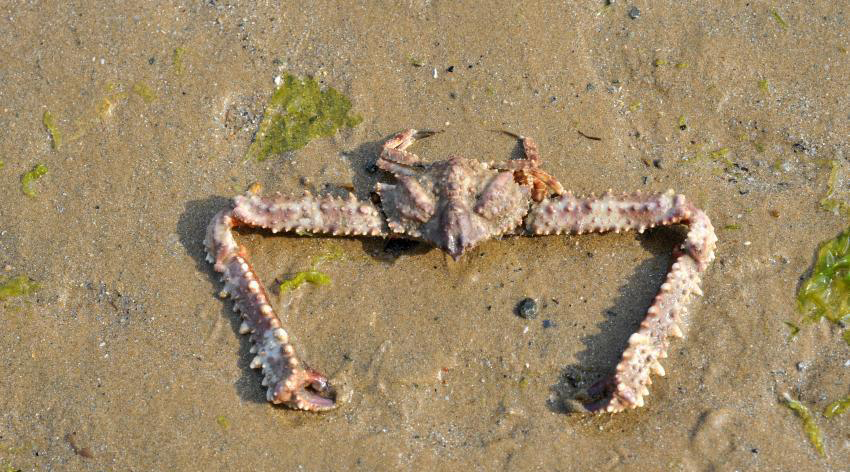 Des crabes "aliens" découverts à Qinghai