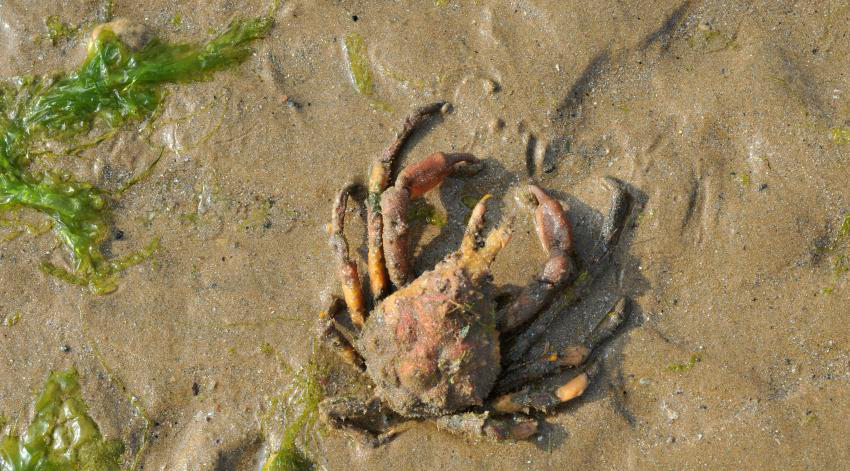 Des crabes "aliens" découverts à Qinghai