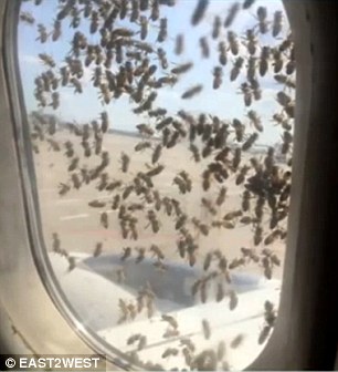 Un avion russe attaqué par un essaim d'abeilles