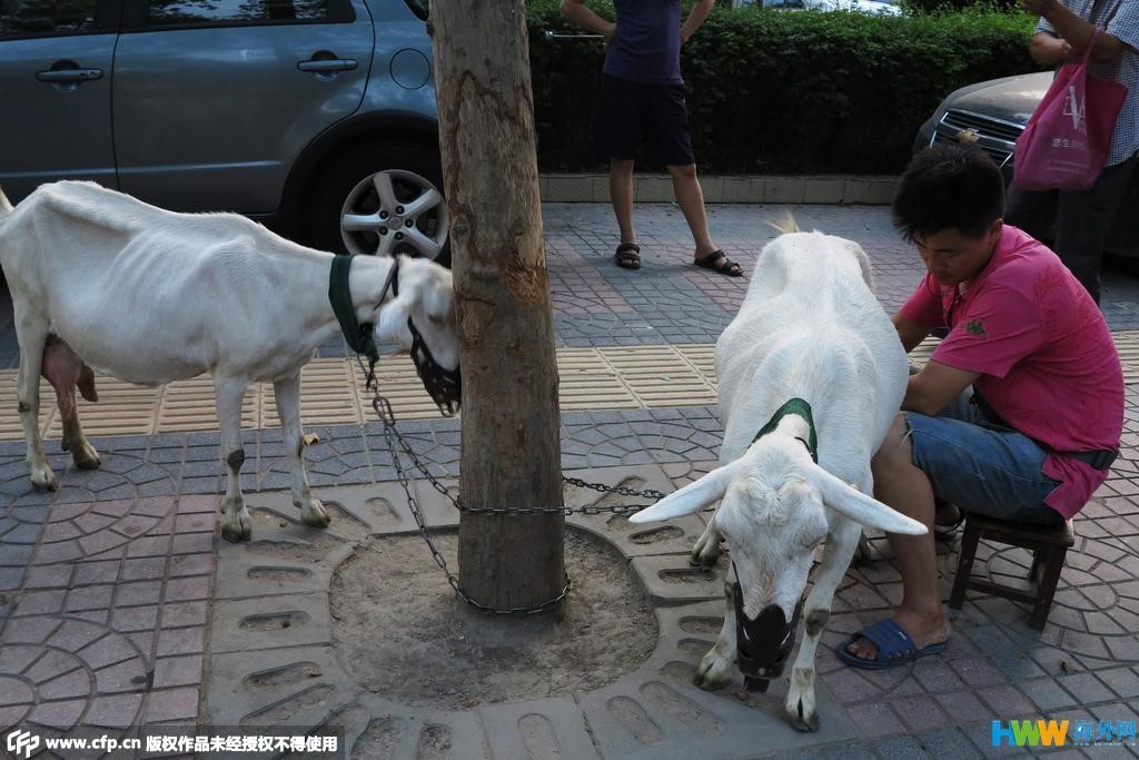 Un jeune couple connait le succès en vendant du lait de chèvre frais dans les rues de Xi'an