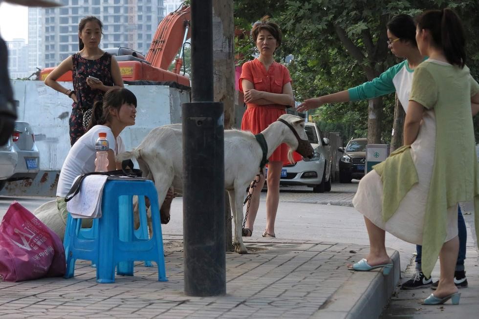 Un jeune couple connait le succès en vendant du lait de chèvre frais dans les rues de Xi'an