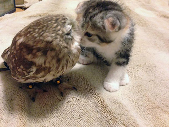 Belle amitié entre un chaton et une chouette 