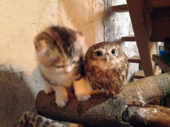 Belle amitié entre un chaton et une chouette 