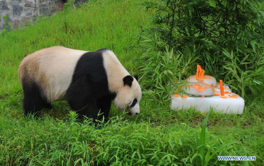 Le panda Taishan a célébré son dixième anniversaire en Chine dans le Sichuan