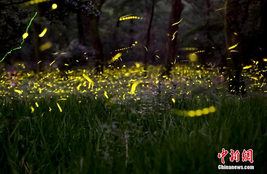 L'été des lucioles à Nanjing