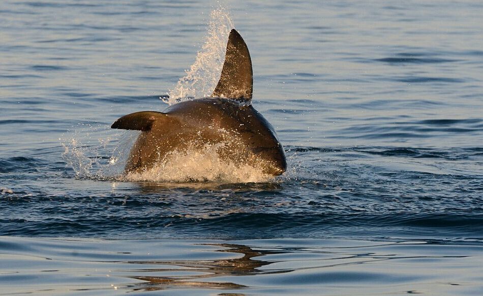 Scènes palpitantes d'un grand requin blanc chassant le phoque en Afrique du Sud