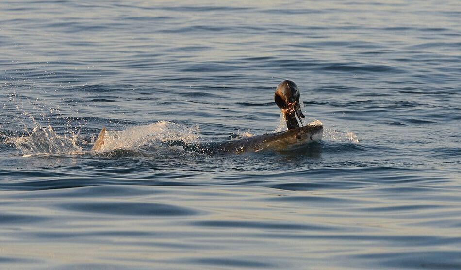 Scènes palpitantes d'un grand requin blanc chassant le phoque en Afrique du Sud