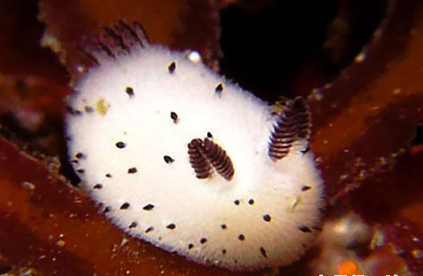 Découvrez le ? lapin des mers ? peu connu