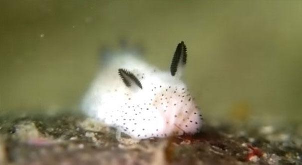 Découvrez le ? lapin des mers ? peu connu