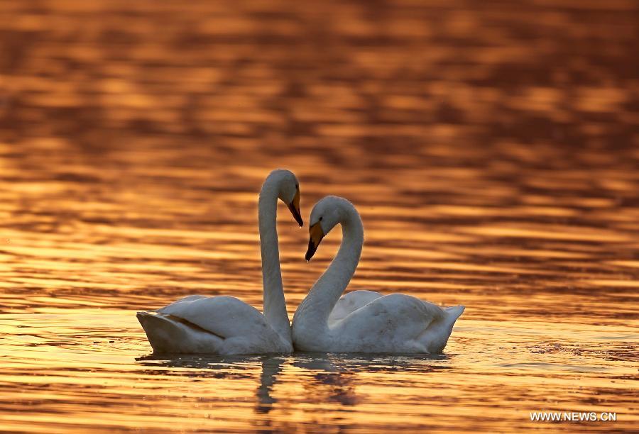 Des oiseaux dans la réserve de zones humides du fleuve Jaune à Pinglu 