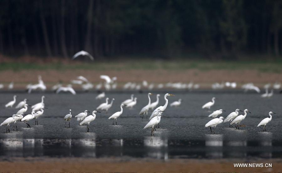 Des oiseaux dans la réserve de zones humides du fleuve Jaune à Pinglu 