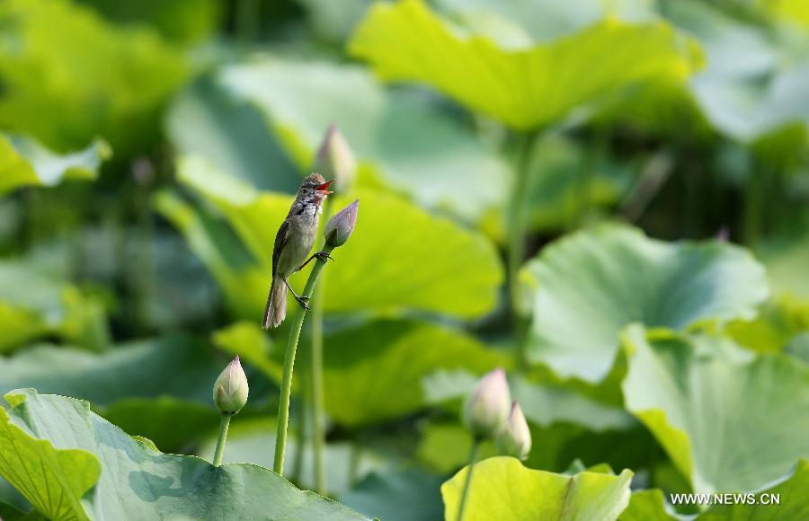 Des oiseaux dans la réserve de zones humides du fleuve Jaune à Pinglu 