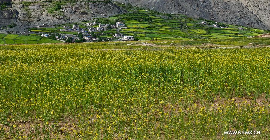 Un champ de colza en floraison