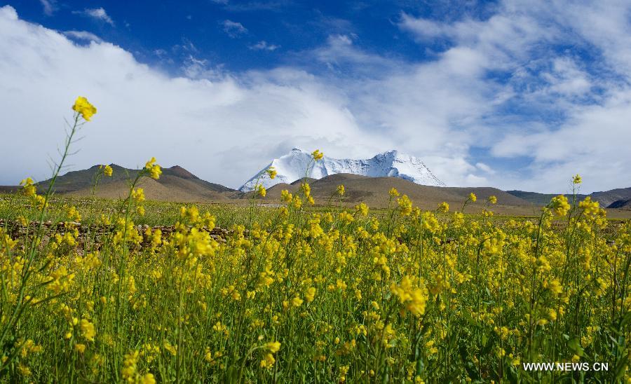 Un champ de colza en floraison