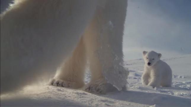 Une maman ours filme son petit et prend des selfies avec la caméra d’un photographe