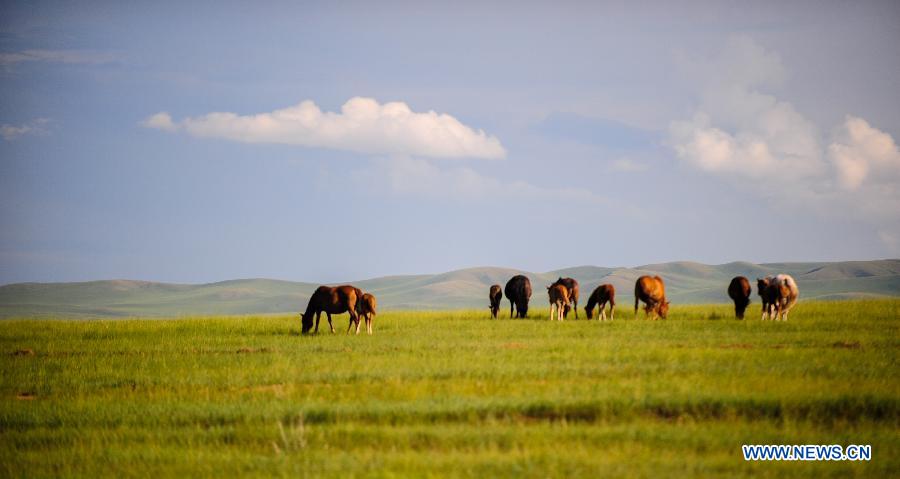 Photos - paysages de la prairie de Ulgai en Mongolie intérieure 