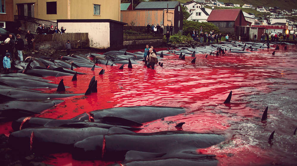 250 baleines massacrées lors d'une chasse traditionnelle aux Iles Féroé