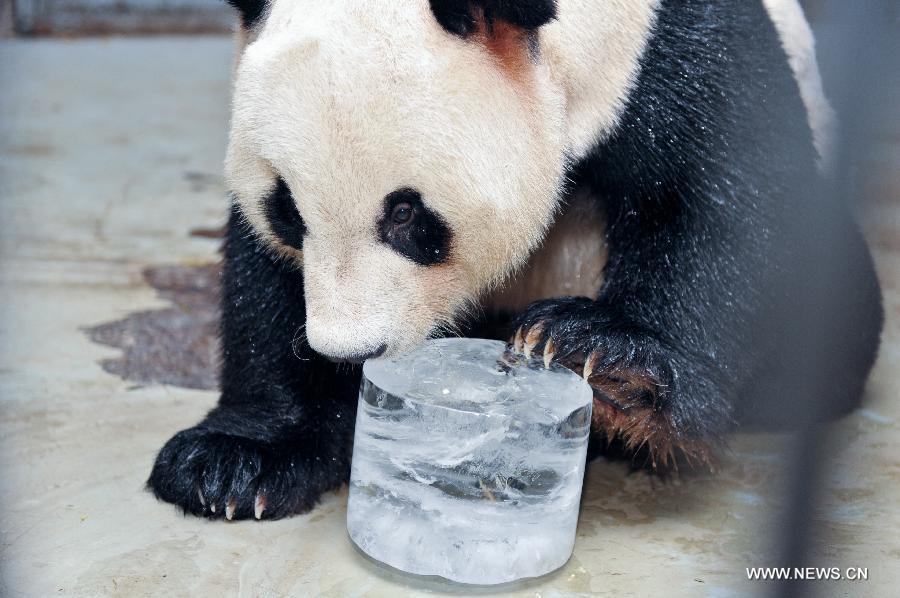 Les pandas géants confrontés à la canicule dans le sud-ouest de la Chine