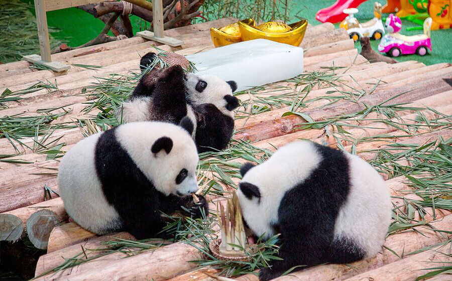 Les seuls pandas triplés vivants dégustent du bambou à l’occasion de leur premier anniversaire au Chimelong Safari Park de la ville de Guangzhou, capitale de la Province du Guangdong, dans le Sud de la Chine, le 29 juillet 2015. Plus de 4 000 personnes se sont rassemblées dans le parc pour transmettre leurs v?ux aux pandas, une femelle et deux males. La mère des triplés est Juxiao, qui leur a donné le jour au parc le 29 juillet 2014, un événement rare en raison du faible taux de reproduction des pandas géants. [Photo / IC]